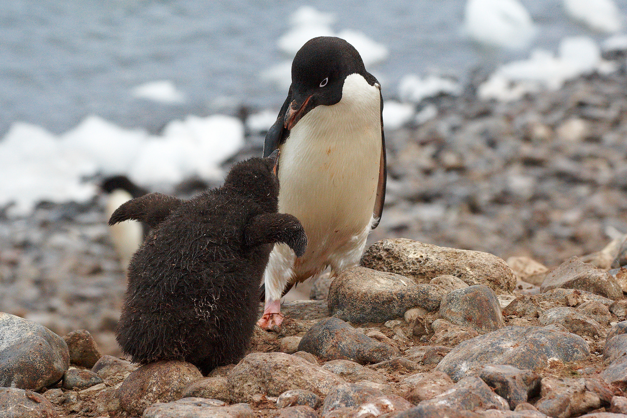 begging adelie penguin cub